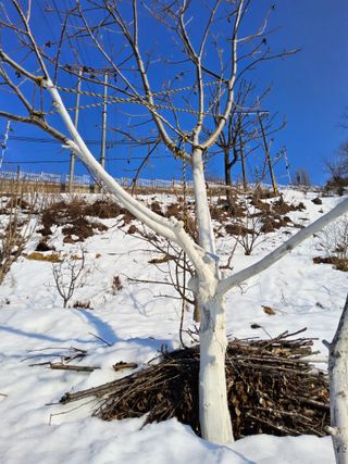 김용대님의 기타작물 · 영농일지 작성글 사진