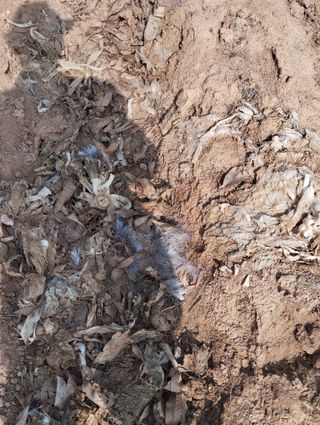 최병우님의 기타작물 · 영농일지 작성글 사진