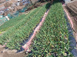 김한일(유랑자)님의 기타작물 · 영농일지 작성글 사진