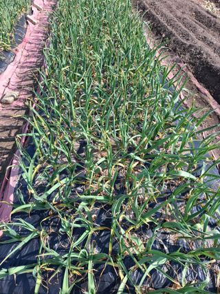 김한일(유랑자)님의 기타작물 · 영농일지 작성글 사진