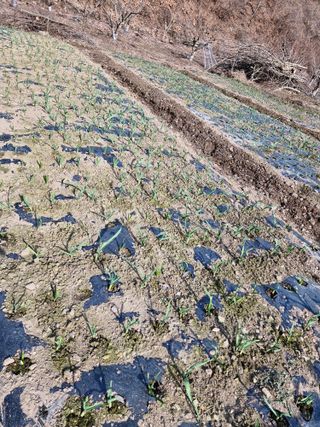 낙엽교목류21691님의 기타작물 · 영농일지 작성글 사진