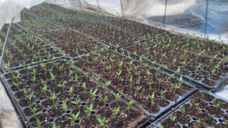 여우내 이순홍님의 고추 · 영농일지 작성글 사진