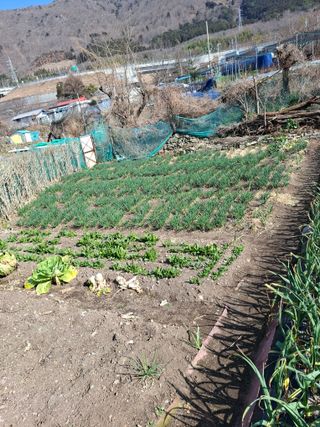 김한일(유랑자)님의 기타작물 · 영농일지 작성글 사진