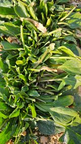 팜모닝 기타작물·영농일지 게시글 이미지