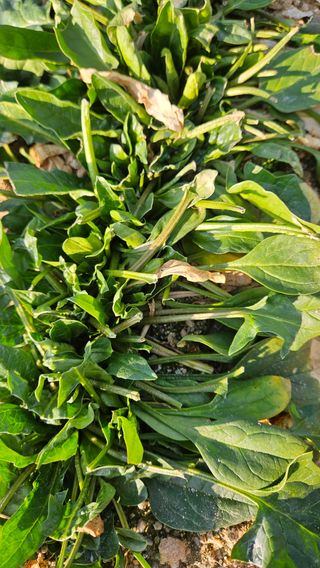 김동길님의 기타작물 · 영농일지 작성글 사진