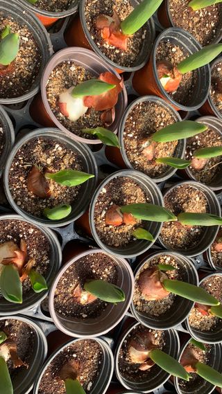 원스피릿팜님의 기타작물 · 영농일지 작성글 사진