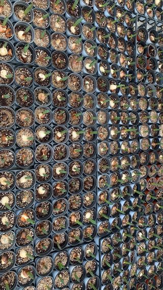 원스피릿팜님의 기타작물 · 영농일지 작성글 사진