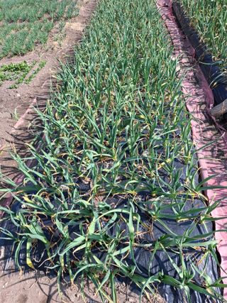 김한일(유랑자)님의 기타작물 · 영농일지 작성글 사진