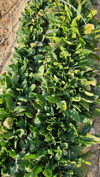 김동길님의 기타작물 · 영농일지 작성글 사진