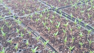 여우내 이순홍님의 고추 · 영농일지 작성글 사진