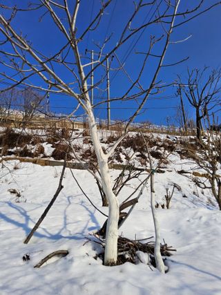 김용대님의 기타작물 · 영농일지 작성글 사진