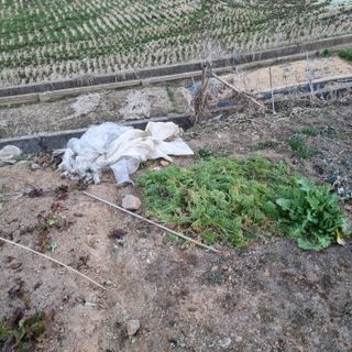 백현호님의 기타작물 · 영농일지 작성글 사진