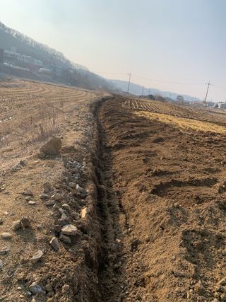 백용구님의 두릅 · 영농일지 작성글 사진