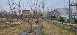 허행선님의 자두 · 영농일지 작성글 사진