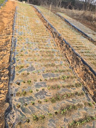 영춘아짐님의 기타작물 · 영농일지 작성글 사진