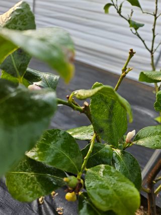 박미라님의 기타작물 · 영농일지 작성글 사진