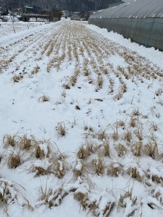 오작교농장님의 기타작물 · 영농일지 작성글 사진