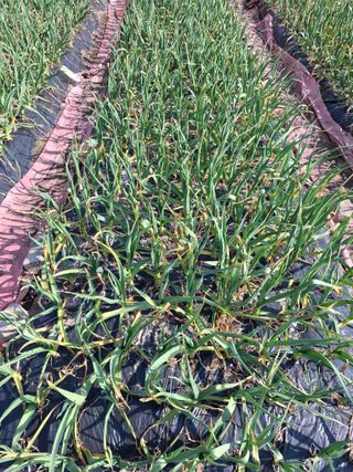 김한일(유랑자)님의 기타작물 · 영농일지 작성글 사진