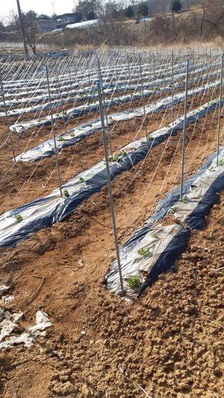 하루의행복님의 기타작물 · 영농일지 작성글 사진