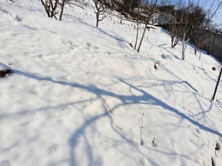 김용대님의 기타작물 · 영농일지 작성글 사진