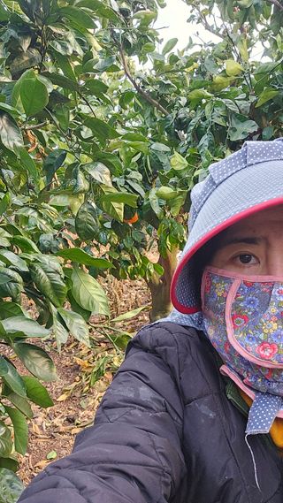 새달귤농장님의 귤 · 영농일지 작성글 사진