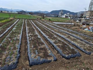 수기님의 양파 · 영농일지 작성글 사진