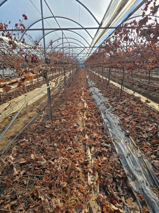 장순호 수노아농원 님의 기타작물 · 영농일지 작성글 사진