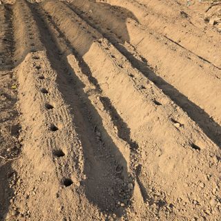 오정근님의 기타작물 · 영농일지 작성글 사진