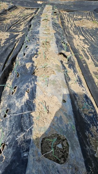 모니카님의 기타작물 · 영농일지 작성글 사진