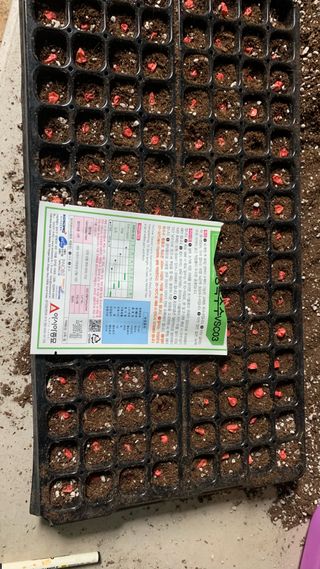 원스피릿팜님의 옥수수 · 영농일지 작성글 사진