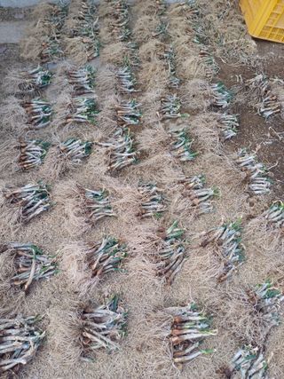 삼성농산님의 기타작물 · 영농일지 작성글 사진