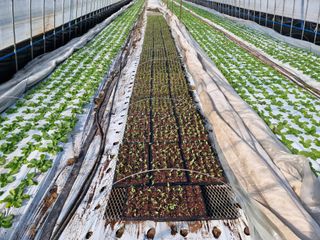 드림팜님의 고추 · 영농일지 작성글 사진