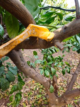 새달귤농장님의 귤 · 영농일지 작성글 사진