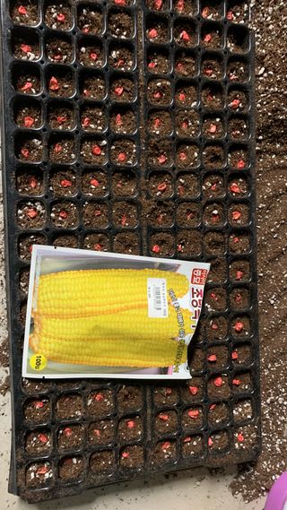 원스피릿팜님의 옥수수 · 영농일지 작성글 사진