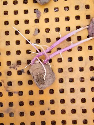 유길순님의 기타작물 · 영농일지 작성글 사진