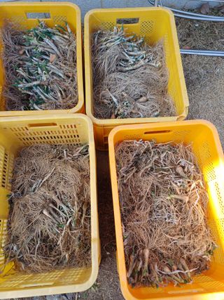 삼성농산님의 기타작물 · 영농일지 작성글 사진