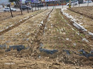 자미농원~김미자님의 기타작물 · 영농일지 작성글 사진