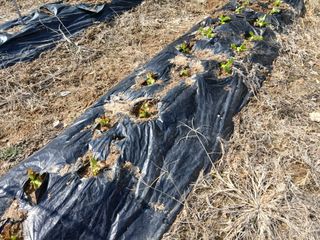 강지현님의 마늘 · 영농일지 작성글 사진