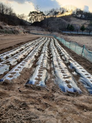 조규년 님의 감자 · 영농일지 작성글 사진
