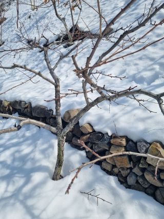 김용대님의 기타작물 · 영농일지 작성글 사진