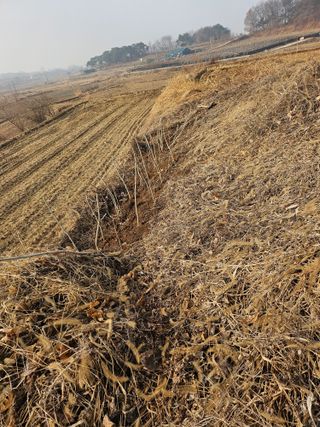 김의철님의 기타작물 · 영농일지 작성글 사진