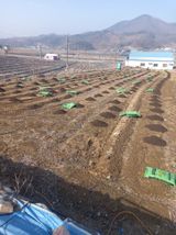 팜모닝 사과·영농일지 게시글 이미지