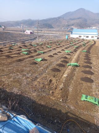 처음출석 합니다님의 사과 · 영농일지 작성글 사진