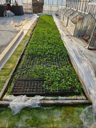 백호순(후추)님의 고추 · 영농일지 작성글 사진