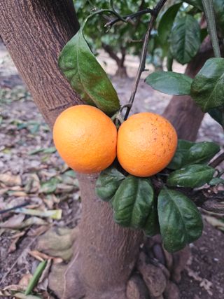 새달귤농장님의 귤 · 영농일지 작성글 사진