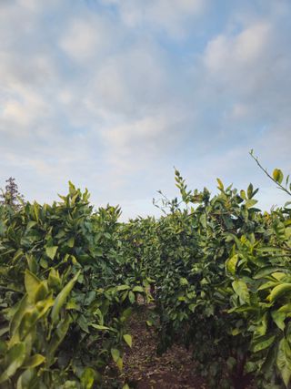 새달귤농장님의 귤 · 영농일지 작성글 사진