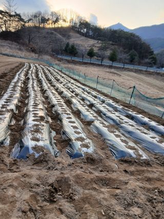 조규년 님의 감자 · 영농일지 작성글 사진