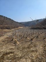 팜모닝 기타작물·영농일지 게시글 이미지