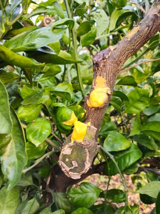 새달귤농장님의 귤 · 영농일지 작성글 사진