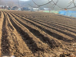 김학수님의 감자 · 영농일지 작성글 사진